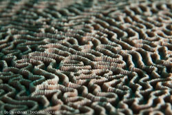 BD-141019-Komodo-5672-Platygyra-sp.-Ehrenberg.-1834-[Brain-coral].jpg